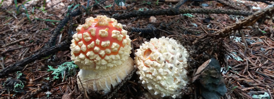 Edible, medicinal and poisonous mushrooms 2028